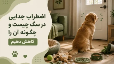 اضطراب جدایی سگ