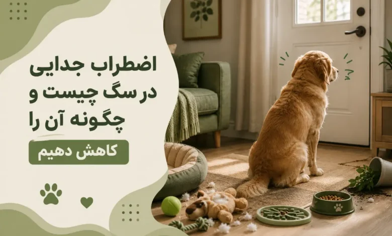 اضطراب جدایی سگ