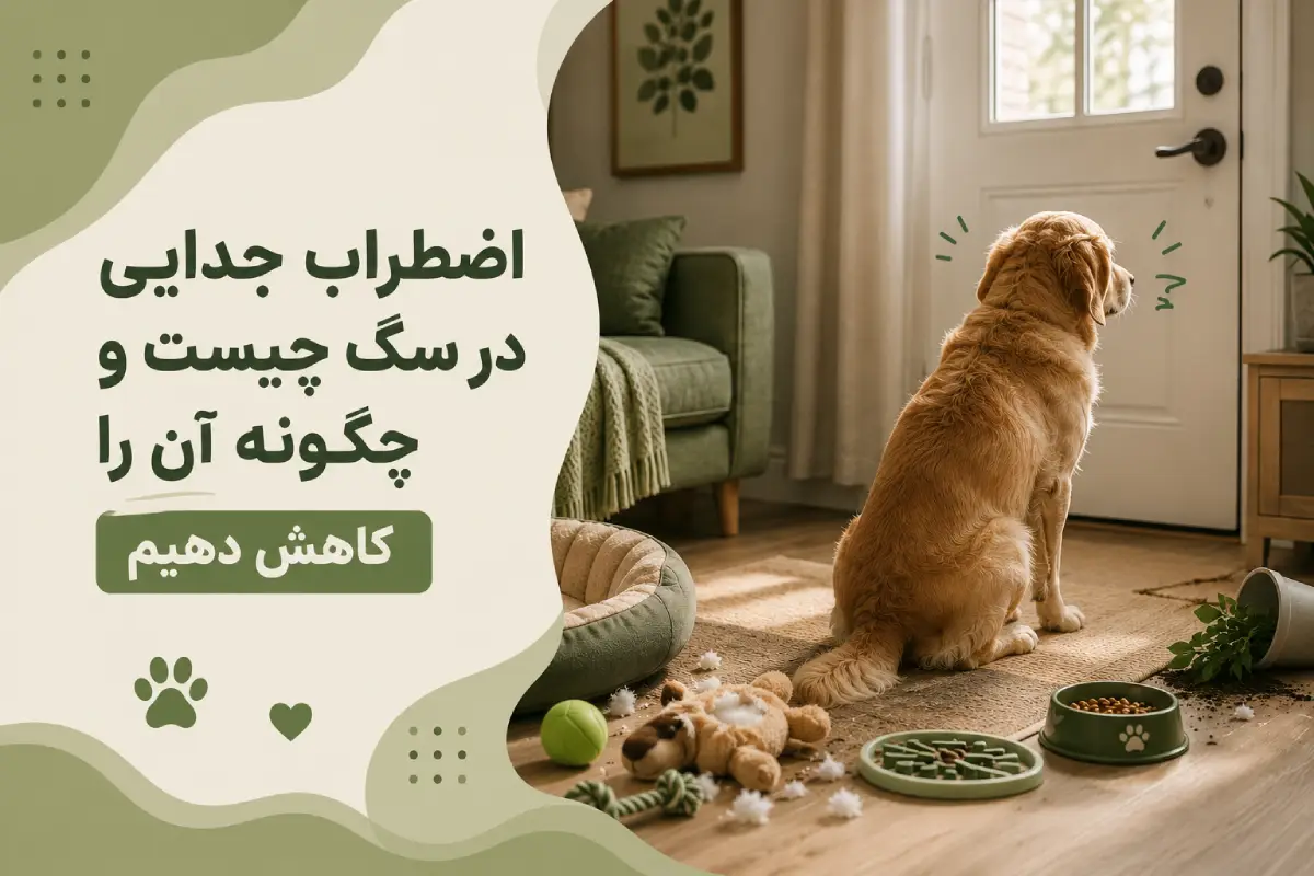 اضطراب جدایی سگ