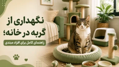 نگهداری از گربه