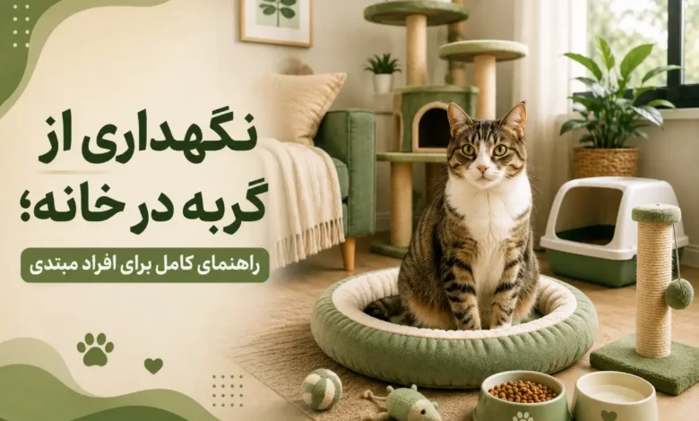 نگهداری از گربه